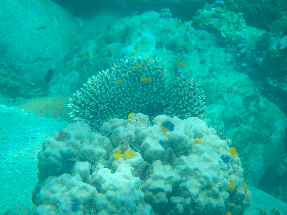 underwater-snorcheling-koh-tao-thailand