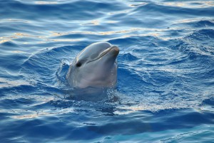 kissing-a-dolphin-travel-bucket-list