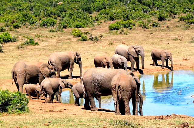 safari-africa-travel-bucket-list