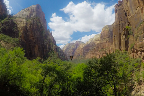 zion-national-park-bat